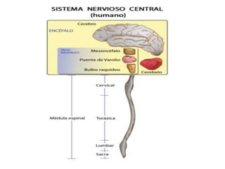 Neurofisiologia presentación