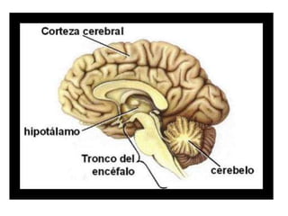 Neurofisiologia presentación