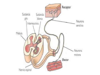 Neurofisiologia presentación