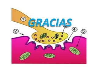 Neurofisiologia presentación