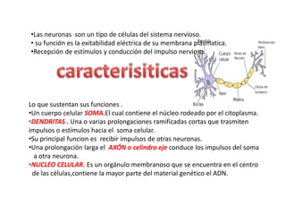 •Las neuronas son un tipo de células del sistema nervioso.
• su función es la exitabilidad eléctrica de su membrana plásmatica.
•Recepción de estímulos y conducción del impulso nervioso.
Lo que sustentan sus funciones .
•Un cuerpo celular SOMA.El cual contiene el núcleo rodeado por el citoplasma.
•DENDRITAS . Una o varias prolongaciones ramificadas cortas que trasmiten
impulsos o estímulos hacia el soma celular.
•Su principal funcion es recibir impulsos de otras neuronas.
•Una prolongación larga el AXÓN o celindro eje conduce los impulsos del soma
a otra neurona.
•NUCLEO CELULAR. Es un orgánulo membranoso que se encuentra en el centro
de las células,contiene la mayor parte del material genético el ADN.
 