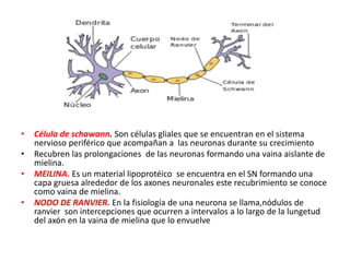 • Célula de schawann. Son células gliales que se encuentran en el sistema
nervioso periférico que acompañan a las neuronas durante su crecimiento
• Recubren las prolongaciones de las neuronas formando una vaina aislante de
mielina.
• MEILINA. Es un material lipoprotéico se encuentra en el SN formando una
capa gruesa alrededor de los axones neuronales este recubrimiento se conoce
como vaina de mielina.
• NODO DE RANVIER. En la fisiología de una neurona se llama,nódulos de
ranvier son intercepciones que ocurren a intervalos a lo largo de la lungetud
del axón en la vaina de mielina que lo envuelve
 