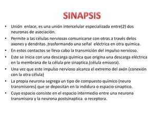 • Unión enlace, es una unión intercelular especializada entre(2) dos
neuronas de asociación.
• Permite a las células nerviosas comunicarse con otras a través delos
axones y dendritas ,trasformando una señal eléctrica en otra química.
• En estos contactos se lleva cabo la transmición del impulso nervioso.
• Este se inicia con una descarga química que origina una descarga eléctrica
en la membrana de la célula pre sinaptica.(célula emisora).
• Una vez que este impulso nervioso alcanza el extremo del axón (conexión
con la otra célula)
• La propia neurona segrega un tipo de compuesto químico (neuro
transmisores) que se depositan en la indidura o espacio sinaptico.
• Cuyo espacio consiste en el espacio intermedio entre una neurona
transmisora y la neurona postsinaptica o receptora.
 