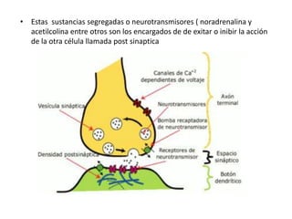• Estas sustancias segregadas o neurotransmisores ( noradrenalina y
acetilcolina entre otros son los encargados de de exitar o inibir la acción
de la otra célula llamada post sinaptica
 