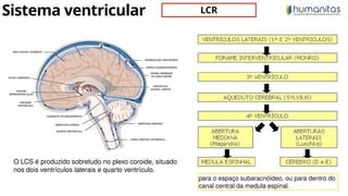 Neurofisiologia: Anatomia e Função do Sistema Ventricular, Meninges e ...