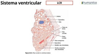Neurofisiologia: Anatomia e Função do Sistema Ventricular, Meninges e ...