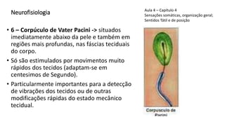 Neurofisiologia
• 6 – Corpúculo de Vater Pacini -> situados
imediatamente abaixo da pele e também em
regiões mais profundas, nas fáscias teciduais
do corpo.
• Só são estimulados por movimentos muito
rápidos dos tecidos (adaptam-se em
centesimos de Segundo).
• Particularmente importantes para a detecção
de vibrações dos tecidos ou de outras
modificações rápidas do estado mecânico
tecidual.
Aula 4 – Capítulo 4
Sensações somáticas, organização geral;
Sentidos Tátil e de posição
 