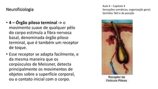 Neurofisiologia
• 4 – Órgão piloso terminal -> o
movimento suave de qualquer pêlo
do corpo estimula a fibra nervosa
basal, denominada órgão piloso
terminal, que é também um receptor
de toque.
• Esse receptor se adapta facilmente, e
da mesma maneira que os
corpúsculos de Meissner, detecta
principalmente os movimentos de
objetos sobre a superfície corporal,
ou o contato inicial com o corpo.
Aula 4 – Capítulo 4
Sensações somáticas, organização geral;
Sentidos Tátil e de posição
 