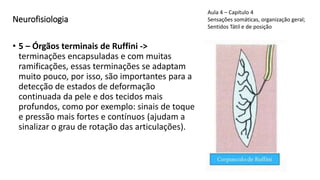 Neurofisiologia
• 5 – Órgãos terminais de Ruffini ->
terminações encapsuladas e com muitas
ramificações, essas terminações se adaptam
muito pouco, por isso, são importantes para a
detecção de estados de deformação
continuada da pele e dos tecidos mais
profundos, como por exemplo: sinais de toque
e pressão mais fortes e contínuos (ajudam a
sinalizar o grau de rotação das articulações).
Aula 4 – Capítulo 4
Sensações somáticas, organização geral;
Sentidos Tátil e de posição
 