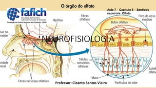 NEUROFISIOLOGIA
Professor: Cleanto Santos Vieira
Aula 7 – Capítulo 5 – Sentidos
especiais: Olfato
 