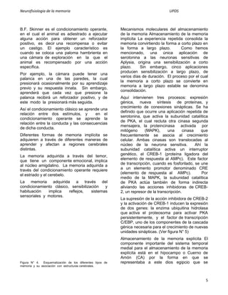 Neurofisiologia de la memoria                                                         UPDS



B.F. Skinner es el condicionamiento operante,              Mecanismos moleculares del almacenamiento
en el cual el animal es adiestrado a ejecutar              de la memoria Almacenamiento de la memoria
alguna acción para obtener un reforzador                   implícita La experiencia repetida consolida la
positivo, es decir una recompensa o evitar                 memoria convirtiendo la forma a corto plazo en
un castigo. El ejemplo característico es                   la forma a largo plazo.         Como hemos
cuando se coloca una paloma hambrienta en                  mencionado, una única aplicación de
una cámara de exploración en la que el                     serotonina a las neuronas sensitivas de
animal es recompensado por una acción                      Aplysia, origina una sensibilización a corto
específica.                                                plazo.     Sin embargo, cinco aplicaciones
                                                           producen sensibilización a largo plazo, de
Por ejemplo, la cámara puede tener una
                                                           varios días de duración. El proceso por el cual
palanca en una de las paredes, la cual
                                                           la memoria a corto plazo se convierte en
presionará ocasionalmente por su aprendizaje
                                                           memoria a largo plazo estable se denomina
previo y su respuesta innata. Sin embargo,
                                                           consolidación.
aprenderá que cada vez que presione la
palanca recibirá un reforzador positivo, y de              Aquí intervienen tres procesos: expresión
este modo la presionará más seguida.                       génica, nueva síntesis de proteínas, y
                                                           crecimiento de conexiones sinápticas. Se ha
Así el condicionamiento clásico se aprende una
                                                           definido que ocurre una aplicación repetida de
relación entre dos estímulos, y         en el
                                                           serotonina, que activa la subunidad catalítica
condicionamiento operante se aprende la
                                                           de PKA, el cual recluta otra cinasa segunda
relación entre la conducta y las consecuencias
                                                           mensajera, la proteincinasa activada por
de dicha conducta.
                                                           mitógeno     (MAPK),       una      cinasa    que
Diferentes formas de memoria implícita se                  frecuentemente se asocia al crecimiento
adquieren a través de diferentes maneras de                celular. Ambas cinasas son translocadas al
aprender y afectan a regiones cerebrales                   núcleo de la neurona sensitiva.            Ahí la
distintas.                                                 subunidad catalítica activa un interruptor
La memoria adquirida a través del temor,                   genético, el CREB-1 (proteína ligadora del
que tiene un componente emocional, implica                 elemento de respuesta al AMPc). Este factor
al núcleo amigdalino. La memoria adquirida a               de transcripción, cuando es fosforilado, se une
través del condicionamiento operante requiere              a un elemento promotor denominado CRE
el estriado y el cerebelo.                                 (elemento de respuesta al AMPc).              Por
                                                           medio de la MAPK, la subunidad catalítica
La    memoria   adquirida     a    través    del           de PKA actúa también de forma indirecta
condicionamiento clásico, sensibilización     y            aliviando las acciones inhibidoras de CREB-
habituación   implica    reflejos,     sistemas            2, un represor de la transcripción.
sensoriales y motores.
                                                           La supresión de la acción inhibidora de CREB-2
                                                           y la activación de CREB-1 inducen la expresión
                                                           de dos genes: la enzima ubiquitina hidrolasa
                                                           que activa el proteosoma para activar PKA
                                                           persistentemente, y el factor de transcripción
                                                           C/EBP, uno de los componentes de la cascada
                                                           génica necesaria para el crecimiento de nuevas
                                                           unidades sinápticas. (Ver figura N° 5)
                                                           Almacenamiento de la memoria explícita El
                                                           componente importante del sistema temporal
                                                           medial para el almacenamiento de la memoria
                                                           explícita está en el hipocampo o Cuerno de
                                                           Amón (CA) por la forma en que se
Figura N° 4.  Esquematización de los diferentes tipos de   representaba a este dios egipcio que se
memoria y su asociación con estructuras cerebrales.



                                                                                                          5
 