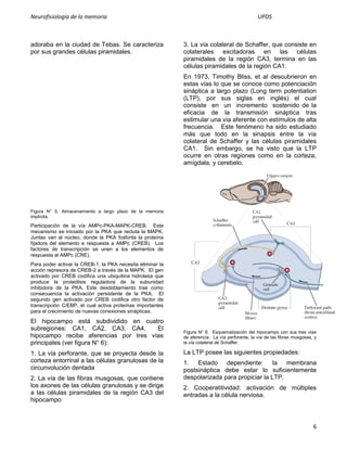 Neurofisiologia de la memoria                                                                   UPDS



adoraba en la ciudad de Tebas. Se caracteriza               3. La vía colateral de Schaffer, que consiste en
por sus grandes células piramidales.                        colaterales excitadoras en las células
                                                            piramidales de la región CA3, termina en las
                                                            células piramidales de la región CA1.
                                                            En 1973, Timothy Bliss, et al descubrieron en
                                                            estas vías lo que se conoce como potenciación
                                                            sináptica a largo plazo (Long term potentiation
                                                            (LTP), por sus siglas en inglés) el cual
                                                            consiste en un incremento sostenido de la
                                                            eficacia de la transmisión sináptica tras
                                                            estimular una vía aferente con estímulos de alta
                                                            frecuencia. Este fenómeno ha sido estudiado
                                                            más que todo en la sinapsis entre la vía
                                                            colateral de Schaffer y las células piramidales
                                                            CA1. Sin embargo, se ha visto que la LTP
                                                            ocurre en otras regiones como en la corteza,
                                                            amígdala, y cerebelo.




Figura N° 5. Almacenamiento a largo plazo de la memoria
implícita.

Participación de la vía AMPc-PKA-MAPK-CREB. Este
mecanismo es iniciado por la PKA que recluta la MAPK.
Juntas van al núcleo, donde la PKA fosforila la proteína
fijadora del elemento e respuesta a AMPc (CREB). Los
factores de transcripción se unen a los elementos de
respuesta al AMPc (CRE).
Para poder activar la CREB-1, la PKA necesita eliminar la
acción represora de CREB-2 a través de la MAPK. El gen
activado por CREB codifica una ubiquitina hidrolasa que
produce la proteólisis reguladora de la subunidad
inhibidora de la PKA. Este desdoblamiento trae como
consecuencia la activación persistente de la PKA. El
segundo gen activado por CREB codifica otro factor de
transcripción C/EBP, el cual activa proteínas importantes
para el crecimiento de nuevas conexiones sinápticas.

El hipocampo está subdividido en cuatro
subregiones: CA1, CA2, CA3, CA4.       El
                                                            Figura N° 6. Esquematización del hipocampo con sus tres vías
hipocampo recibe aferencias por tres vías                   de aferencia. La vía perforante, la vía de las fibras musgosas, y
principales (ver figura N° 6):                              la vía colateral de Schaffer.

1. La vía perforante, que se proyecta desde la              La LTP posee las siguientes propiedades:
corteza entorrinal a las células granulosas de la           1.   Estado dependiente:         la membrana
circunvolución dentada                                      postsináptica debe estar lo suficientemente
2. La vía de las fibras musgosas, que contiene              despolarizada para propiciar la LTP.
los axones de las células granulosas y se dirige            2. Cooperatitividad: activación de múltiples
a las células piramidales de la región CA3 del              entradas a la célula nerviosa.
hipocampo



                                                                                                                           6
 