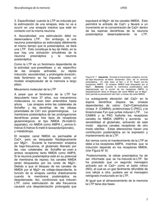 Neurofisiologia de la memoria                                                         UPDS



3. Especificidad: cuando la LTP es inducida por    expulsará el Mg2+ de los canales NMDA. Esto
la estimulación de una sinapsis, ésta no va a      permitirá la entrada de Ca2+ y llevará a un
ocurrir en una sinapsis inactiva que esté en       incremento en la concentración de Ca2+ dentro
contacto con la misma neurona.                     de las espinas dendríticas de la neurona
                                                   postsináptica    desencadenando     la  LTP.
4. Asociatividad: una estimulación débil no
desencadena LTP.        Sin embargo, si una
neurona presináptica es estimulada débilmente
al mismo tiempo que la postsináptica, se dará
una LTP. Esto constituye la ley de Hebb, en la
que hay una activación simultánea de la
neurona     presináptica    y    la   neurona
postsináptica.
Como la LTP es un fenómeno dependiente de
la actividad, que poseefases y es específico
de las sinapsis activadas, su rápida
inducción, asociatividad, y prolongada duración,
éste fenómeno se ha impuesto como un               Figura N° 7. Izquierda. Durante la transmisión sináptica normal,
                                                   de baja frecuencia, se libera Glutamato (Glu) de la terminal
modelo sinaptocelular de la memoria a largo        presináptica. En este caso, el Na+ y el K+ fluyen por los
plazo.                                             receptores AMPA. El receptor NMDA está bloqueado por el
                                                   Mg2+.     Derecha. Cuando la membrana postsináptica está
Mecanismo molecular de la LTP                      despolarizada por la acción de los receptores AMPA, la
                                                   despolarización alivia el bloqueo del canal NMDA por el Mg2+.
A pesar que el fenómeno de la LTP fue              Esto permite la penetración del Ca2+ a través del canal NMDA.
descubierto hace 37 años, sus mecanismos           La subsiguiente elevación del Ca2+ en la
moleculares no eran bien entendidos hasta          espina dendrítica dispara las cinasas
ahora.     Las sinapsis entre las colaterales de   dependientes de calcio: Ca2+/Calmodulina
Schaffer y las dendritas de las células            cinasa II (CAMKII), proteincinasa C (PKC), y la
piramidales de CA1 son glutaminérgicas. La         tirosincinasa Fyn que juntas inducen LTP. La
membrana postsináptica de las prolongaciones       CAMKII y la PKC fosforila los receptores
dendríticas posee tres tipos de receptores         canales no NMDA (AMPA) y aumenta su
glutaminérgicos: el tipo NMDA (N-metil-D-          sensibilidad al glutamato, activando de este
aspartato), no NMDA como AMPA (_-amino-3-          modo algunos canales receptores de otro
hidroxi-5-hidroxi-5-metil-4-isoxazolpropionato),   modo silentes. Estas alteraciones hacen una
y metabótropo.                                     contribución postsináptica en la expresión y
El receptor canal NMDA es permeable al             mantenimiento de la LTP.
Ca2+, pero es bloqueado fisiológicamente           Así vemos como el mantenimiento de la LTP se
por Mg2+. Durante la transmisión sináptica         debe a los receptores AMPA, mientras que la
de baja frecuencia, el glutamato liberado por      inducción depende en los receptores NMDA.
las vías colaterales de Schaffer se unen a         (Ver Figura N° 8)
ambos receptores tanto NMDA como AMPA.
Si la neurona postsináptica está en su potencial    Posteriormente, la célula presináptica ha de
de membrana de reposo, los canales NMDA            ser informada que se ha inducido la LTP. Se
serán bloqueados por los iones de Mg2+.            ha postulado que un segundo mensajero
Debido a que el bloqueo de los canales de          activado por el Ca2+ como el óxido nítrico
NMDA por el Mg2+ es voltaje-dependiente, la        (NO), el cual es un gas fácilmente difundible de
función de la sinapsis cambia drásticamente        una célula a otra, pudiera ser el mensajero
cuando la membrana postsináptica es                retrógrado involucrado en la LTP.
despolarizada. Así, condiciones que inducen        Al igual que el almacenamiento de la memoria
LTP, como estimulación de alta frecuencia          la LTP tiene dos fases:
causará una despolarización prolongada que



                                                                                                                 7
 
