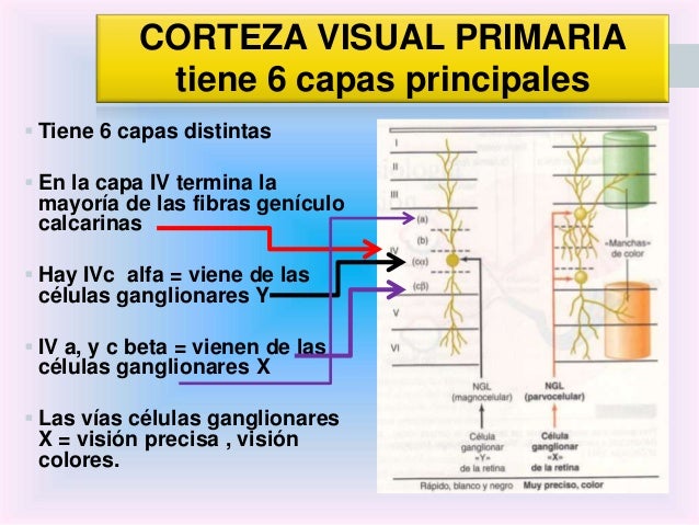 Resultado de imagen para manchas de color en la corteza visual