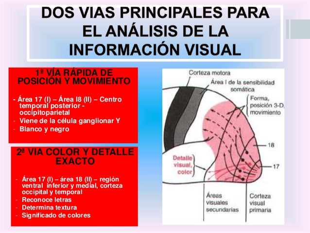 Resultado de imagen para análisis de la información visual
