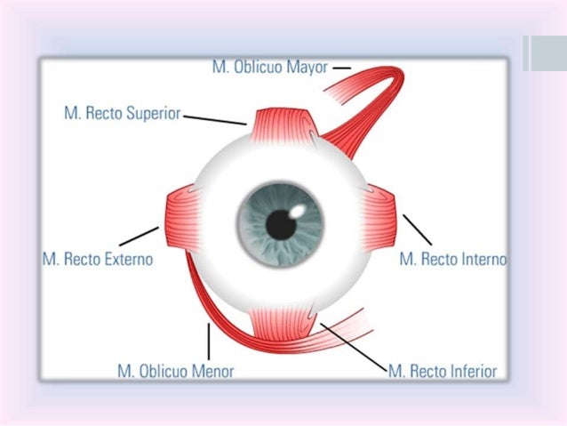 Resultado de imagen para movimientos oculares de fijacion