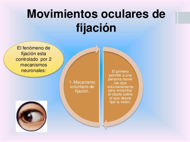 Neurofisiologia del ojo