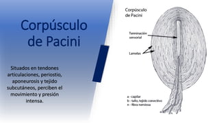 Neuro Funcional y Fisiología del Sistema Masticatorio | PPTX
