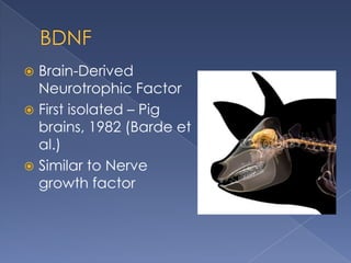 Brain-Derived
Neurotrophic Factor
First isolated – Pig
brains, 1982 (Barde et
al.)
Similar to Nerve
growth factor
