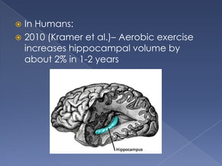 In Humans:
2010 (Kramer et al.)– Aerobic exercise
increases hippocampal volume by
about 2% in 1-2 years
