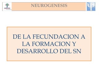 DE LA FECUNDACION A
LA FORMACION Y
DESARROLLO DEL SN
NEUROGENESIS
 
