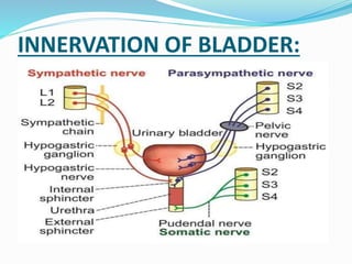 NEUROGENIC BLADDER-1.pptx
