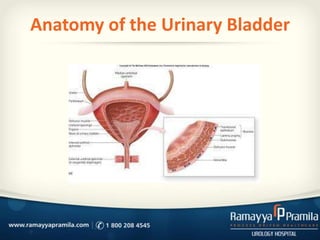 Anatomy of the Urinary Bladder
 
