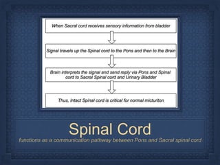 Spinal Cordfunctions as a communication pathway between Pons and Sacral spinal cord