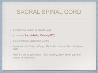 SACRAL SPINAL CORD