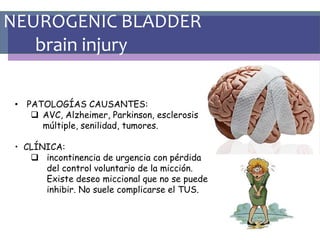 NEUROGENIC BLADDER
brain injury
• PATOLOGÍAS CAUSANTES:
 AVC, Alzheimer, Parkinson, esclerosis
múltiple, senilidad, tumores.
• CLÍNICA:
 incontinencia de urgencia con pérdida
del control voluntario de la micción.
Existe deseo miccional que no se puede
inhibir. No suele complicarse el TUS.
 