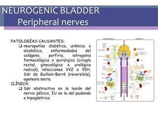 NEUROGENIC BLADDER
Peripheral nerves
PATOLOGÍAS CAUSANTES:
 neuropatías diabética, urémica o
alcohólica, enfermedades del
colágeno, porfiria, iatrogenia
farmacológica o quirúrgica (cirugía
rectal, ginecológica o urológica
radical), infecciones VVZ o VIH,
Sdr de Guillain-Barré (reversible),
agenesia sacra.
CLÍNICA:
 Sdr obstructivo en la lesión del
nervio pélvico, IU en la del pudendo
e hipogástrico.
 