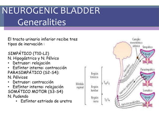 NEUROGENIC BLADDER
Generalities
El tracto urinario inferior recibe tres
tipos de inervación :
SIMPÁTICO (T10-L2)
N. Hipogástrico y N. Pélvico
• Detrusor: relajación
• Esfínter interno: contracción
PARASIMPÁTICO (S2-S4):
N. Pélvicos
• Detrusor: contracción
• Esfínter interno: relajación
SOMÁTICO MOTOR (S3-S4)
N. Pudendo
• Esfínter estriado de uretra
 