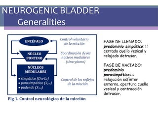 NEUROGENIC BLADDER
Generalities
FASE DE LLENADO:
predominio simpático:::
cerrado cuello vesical y
relajado detrusor.
FASE DE VACIADO:
predominio
parasimpático:::
relajación esfinter
externo, apertura cuello
vesical y contracción
detrusor.
 