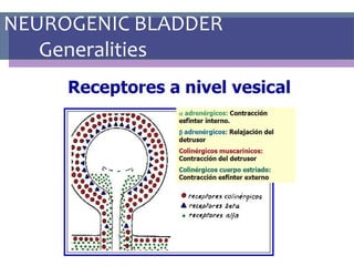 NEUROGENIC BLADDER
Generalities
 