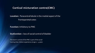 Cortical micturation centre(CMC)
Location: Paracentral lobule in the medial aspect of the
frontoparietal cotex
Function: Inhibitory to PMC
Dysfunction – loss of social control of bladder
The brain’s control of the PMC is part of the social
training that children experience at age 2 - 4 years
 