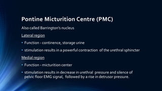 Pontine Micturition Centre (PMC)
Also called Barrington’s nucleus
Lateral region
• Function - continence, storage urine
• stimulation results in a powerful contraction of the urethral sphincter
Medial region
• Function - micturition center
• stimulation results in decrease in urethral pressure and silence of
pelvic floor EMG signal, followed by a rise in detrusor pressure.
 