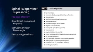 Spinal (subpontine/
suprasacral)
“ Spastic Bladder”
Disorders of storage and
emptying
Detrusor Sphincter
Dyssynergia
Detrusor Hyperreflexia
 