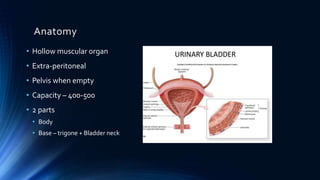 Anatomy
• Hollow muscular organ
• Extra-peritoneal
• Pelvis when empty
• Capacity – 400-500
• 2 parts
• Body
• Base – trigone + Bladder neck
 