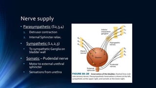 Nerve supply
• Parasympathetic (S2,3,4)
1. Detrusor contraction
2. Internal Sphincter relax.
• Sympathetic (L1,2,3)
• To sympathetic Ganglia on
bladder wall
• Somatic – Pudendal nerve
• Motor to external urethral
sphincter
• Sensations from urethra
 
