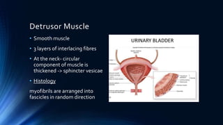 Neurogenic bladder