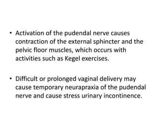 • Activation of the pudendal nerve causes
contraction of the external sphincter and the
pelvic floor muscles, which occurs with
activities such as Kegel exercises.
• Difficult or prolonged vaginal delivery may
cause temporary neurapraxia of the pudendal
nerve and cause stress urinary incontinence.
 
