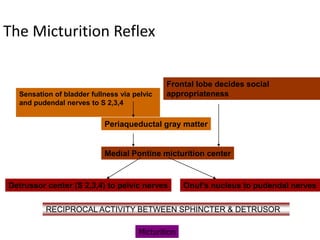 The Micturition Reflex
Sensation of bladder fullness via pelvic
and pudendal nerves to S 2,3,4
Periaqueductal gray matter
Medial Pontine micturition center
Frontal lobe decides social
appropriateness
Onuf’s nucleus to pudendal nervesDetrussor center (S 2,3,4) to pelvic nerves
RECIPROCAL ACTIVITY BETWEEN SPHINCTER & DETRUSOR
Micturition
 