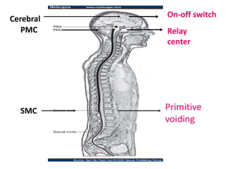 On-off switch
Relay
center
Primitive
voiding
Cerebral
PMC
SMC
 