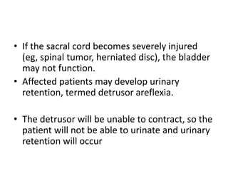 • If the sacral cord becomes severely injured
(eg, spinal tumor, herniated disc), the bladder
may not function.
• Affected patients may develop urinary
retention, termed detrusor areflexia.
• The detrusor will be unable to contract, so the
patient will not be able to urinate and urinary
retention will occur
 