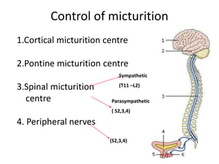 1.Cortical micturition centre
2.Pontine micturition centre
3.Spinal micturition
centre
4. Peripheral nerves
Sympathetic
(T11 –L2)
Parasympathetic
( S2,3,4)
(S2,3,4)
Control of micturition
 