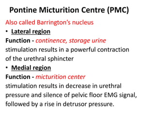 Pontine Micturition Centre (PMC)
Also called Barrington’s nucleus
• Lateral region
Function - continence, storage urine
stimulation results in a powerful contraction
of the urethral sphincter
• Medial region
Function - micturition center
stimulation results in decrease in urethral
pressure and silence of pelvic floor EMG signal,
followed by a rise in detrusor pressure.
 