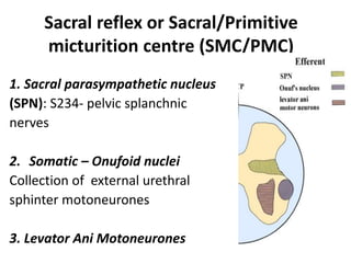 Sacral reflex or Sacral/Primitive
micturition centre (SMC/PMC)
1. Sacral parasympathetic nucleus
(SPN): S234- pelvic splanchnic
nerves
2. Somatic – Onufoid nuclei
Collection of external urethral
sphinter motoneurones
3. Levator Ani Motoneurones
 