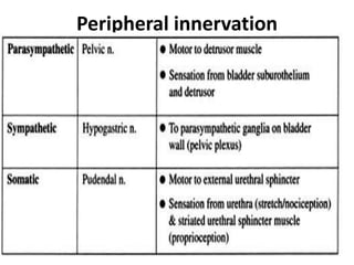 Peripheral innervation
 