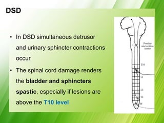 DSD
• In DSD simultaneous detrusor
and urinary sphincter contractions
occur
• The spinal cord damage renders
the bladder and sphincters
spastic, especially if lesions are
above the T10 level
 