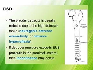 DSD
• The bladder capacity is usually
reduced due to the high detrusor
tonus (neurogenic detrusor
overactivity, or detrusor
hyperreflexia)
• If detrusor pressure exceeds EUS
pressure in the proximal urethra,
then incontinence may occur.
 